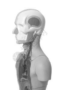 人体解剖模型图片