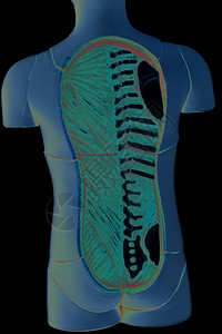 黑色的人体解剖模型图片