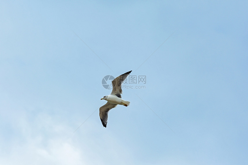 在蓝天的背景之下一只海鸥展翅飞翔图片