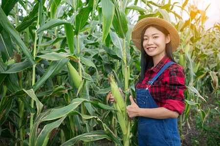 农民在玉米田里摘玉米图片