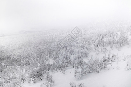 冬季森林的白雪覆盖松林图片