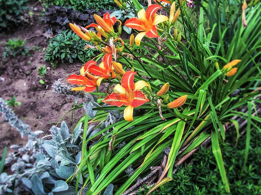 美丽的红黄花朵色粉的百合图片