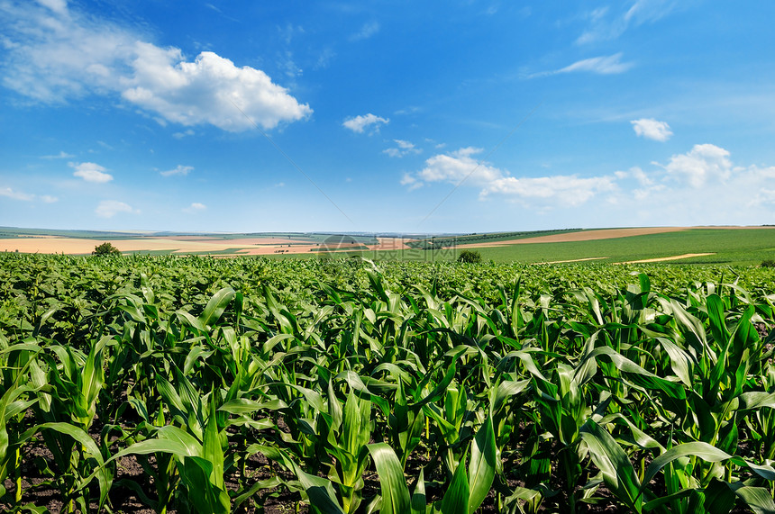 绿色玉米田和蓝的天空农业景观图片