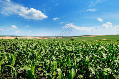 绿色玉米田和蓝的天空农业景观背景图片