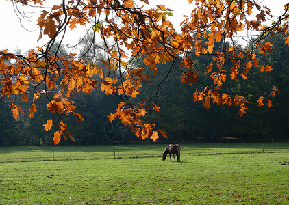 秋林附近的草地上小马牧在橡树叶后面的内地高清图片