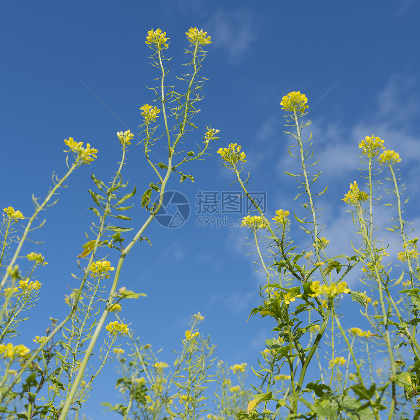 蓝天空田野中芥子种黄花图片
