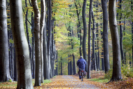 在秋天森林里的林荫小道骑自行车图片