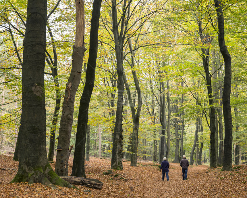 年长夫妇在秋天的蜂蜜林中行走图片