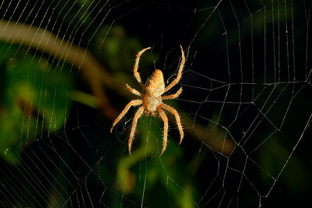 夜间危险蜘蛛网背景自然高清图片素材