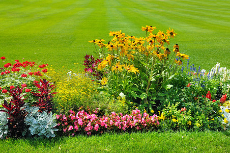 花圃花坛园艺夏花床和绿草坪背景
