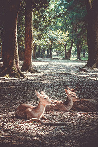 花圃鹿斯特滕神圣的cikadersna公园森林日本的sikanr公园森林日本的背景