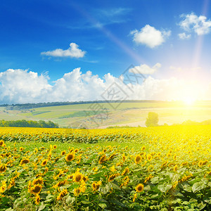 向日葵和太阳升起明亮美丽的农业景观图片