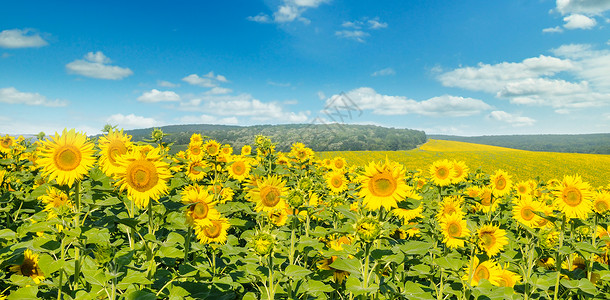 田野里有开阔的向日葵和阴云天空农业景观宽阔的照片图片