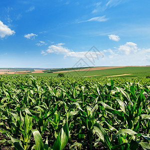 明亮的绿色玉米田和蓝的天空有光积云农业景观背景图片