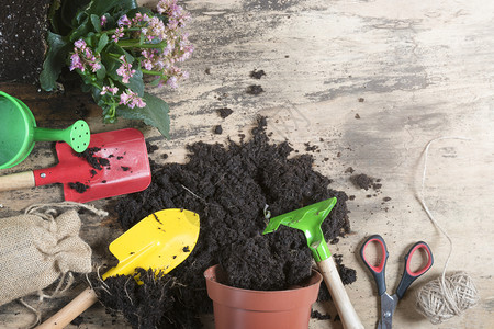 花盆和朵水罐土壤剪刀铲子雷克和等花园主题图象放在旧木制工作空间上植物高清图片素材
