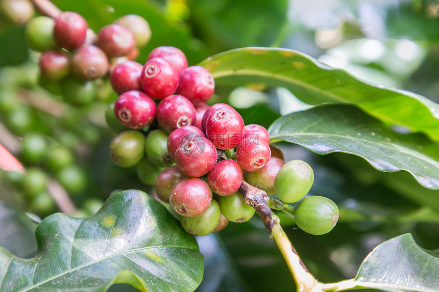 咖啡种植场的树枝上咖啡豆阿拉伯准备摘的豆图片