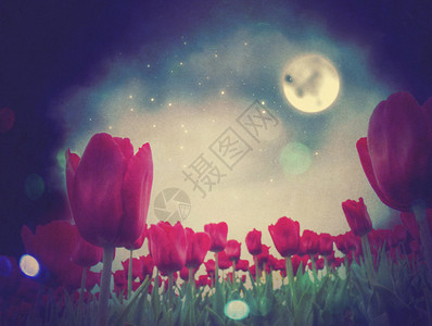 夜晚红色郁金香花的幻想插图图片