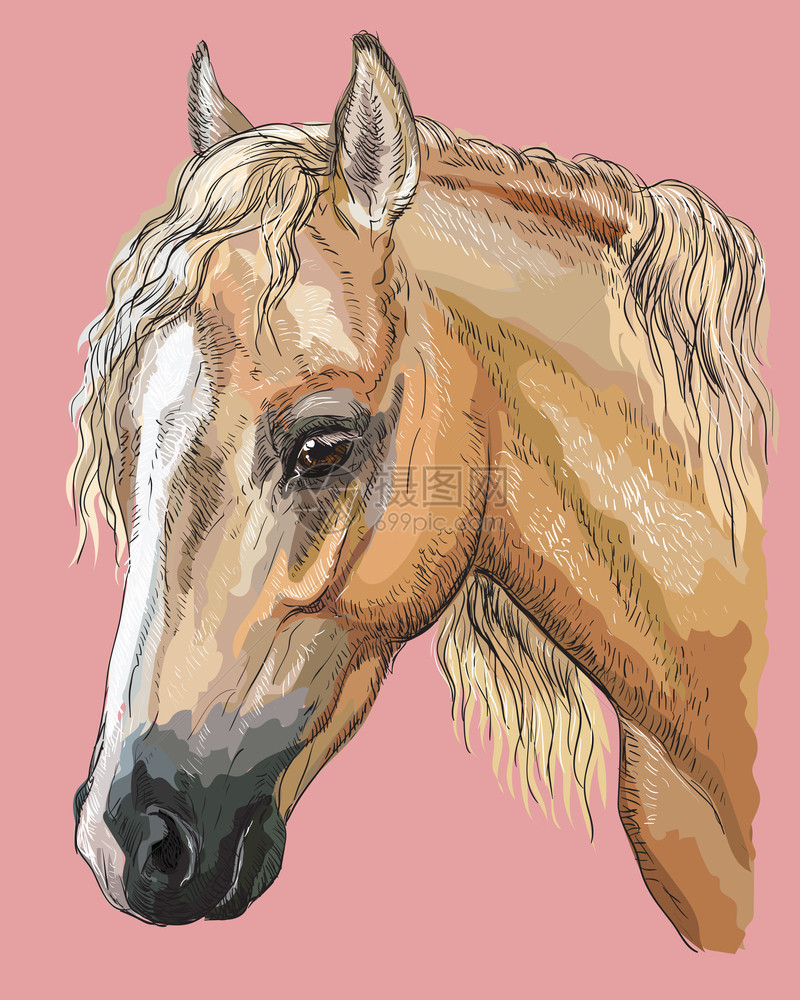 Palominwelshpony马头的色彩多肖像马头图片