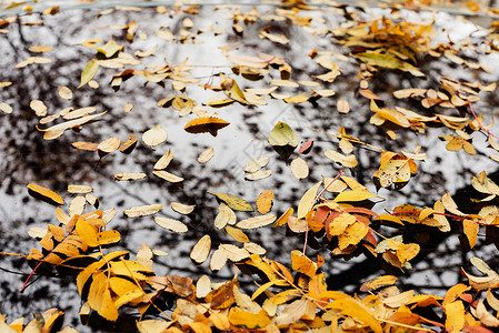 汽车玻璃上的落叶秋天背景图片