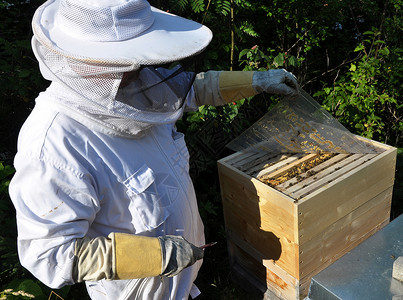 养蜂人背景图片