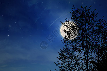 夜月的亮树圆木图片