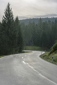 森林的弯曲道路图片