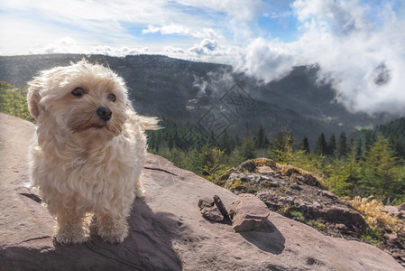 可爱的狗独自站在山顶的岩石上图片