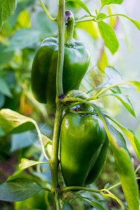 在花园里种植成熟的胡椒种植新鲜蔬菜在花园里种植钟纸图片