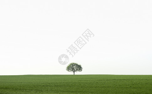 绿地上的一棵树南西德区的地貌靠近小镇的chwabi大厅绿地上有一棵树背景图片