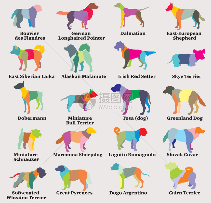 灰底色背景上不同品种的单狗双影带第8部分由彩色混杂狗双影带组成的矢量8图片
