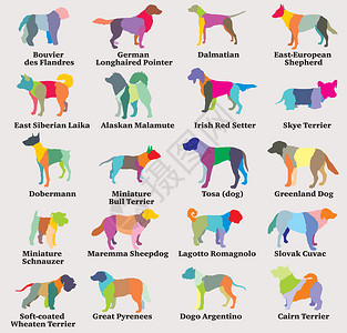 比利牛斯灰底色背景上不同品种的单狗双影带第8部分由彩色混杂狗双影带组成的矢量8插画