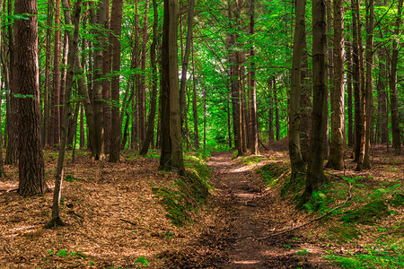 在森林中行走的足迹在一个夏天的拍摄国家的高清图片素材