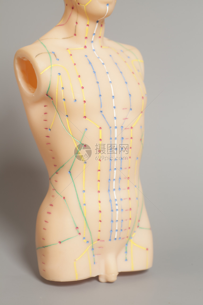 人类的医学针刺模型灰色本底人类的医学针刺模型图片