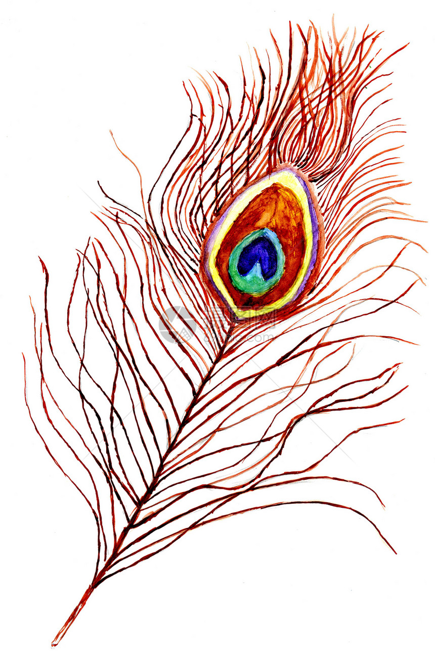 白纸上孔雀羽毛的插图图片