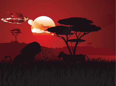 非洲日落与狮子图片