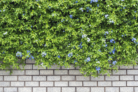 砖墙上的装饰绿色花园背景图片