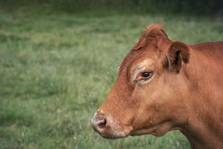 从上巴伐利亚以绿草为背景的牛群奶类和肉图片