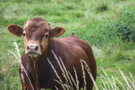 在草地上种一个德国的年轻棕色公牛有趣的是看起来黑棕色小牛从蚂蚁的繁殖一种德国的繁殖看着相机在草地上靠近schwabisch大厅的安古斯高清图片素材