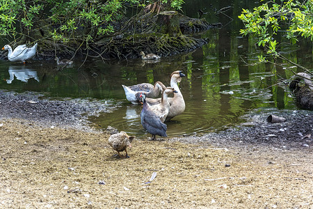 农场池塘附近的鹅鸭子和火鸡在池塘边的鹅和鸭子火鸡图片