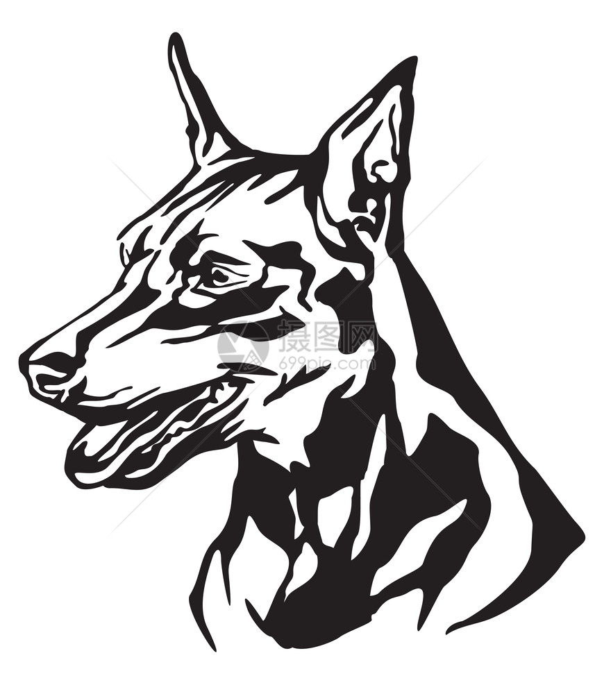 狗微型皮针匠简介中的装饰肖像白色背景上的黑矢量孤立图解设计和纹身象狗微型皮针匠矢量图解的装饰肖像图片