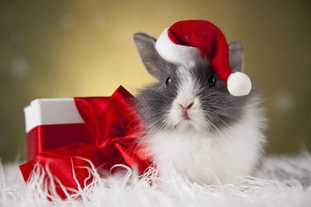圣塔帽中的诞兔子礼物盒背景动兔子圣诞图片
