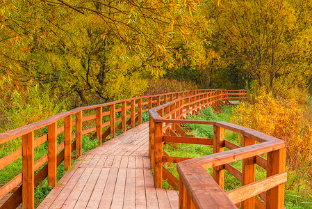 秋天公园里的木桥图片