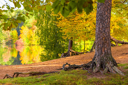 城市公园的秋天风景湖和树木的象图片