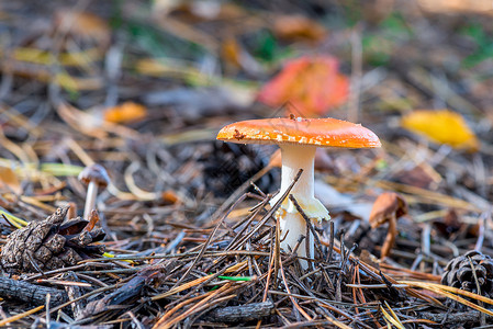红色飞木耳蘑菇蘑菇在树林里喷发密闭的蘑菇一种危险的毒蘑菇背景