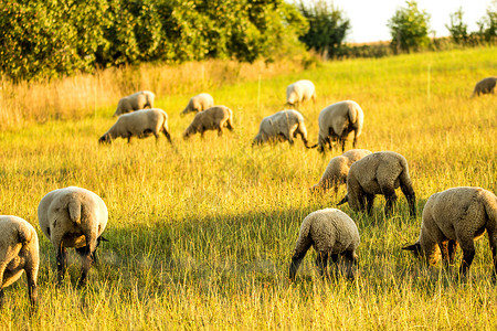 夏日在牧草上吃绵羊图片