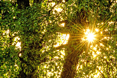 阳光照耀在后的树叶顶上图片