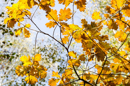 树枝上有黄秋叶橡树图片