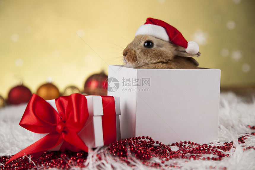 小兔子圣诞背景的兔子动物图片