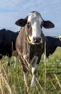 荷斯坦的母牛图片