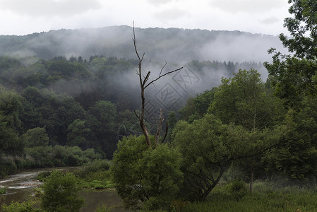 一片阴暗的景色一片绿林被薄雾和一棵树覆盖片干枯没有叶子独自站在一条小河附近在德国的braunsch河中幽灵般的高清图片素材